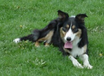 Pets in the garden