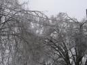 iceontrees.jpg