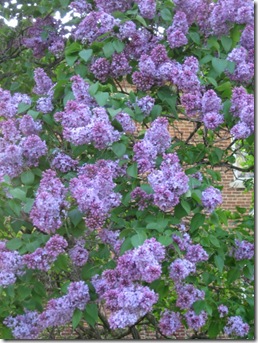 lilac blooms