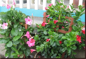 Hibiscus blooms flowers