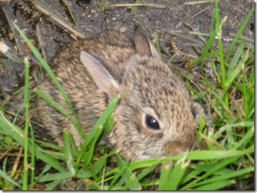 baby bunny rabbit