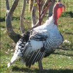img-4242.jpg img-4242.jpg