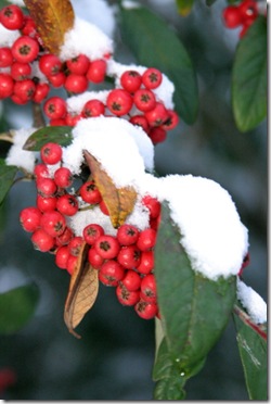 Winter Berries