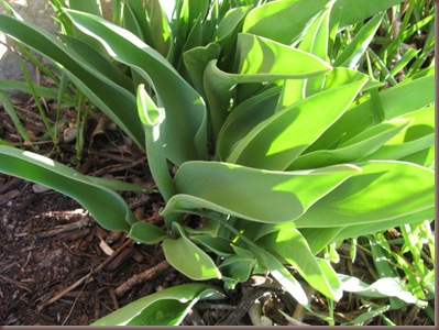 tulip buds