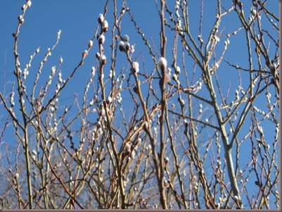 pussy willow blooms