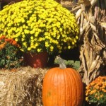 fall decorations 5