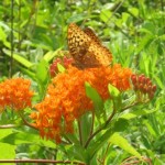 meadow walk butterfly