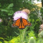 butterflies simple changes butterflies simple changes