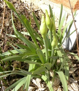 daffodil blossoms