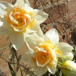 daffodils daffodils