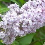 lilac bloom 2