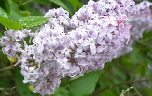 lilac bloom 2