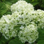Hydrangea