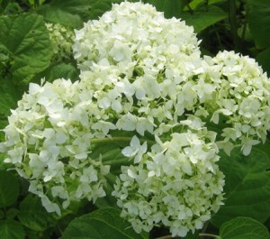 Hydrangea