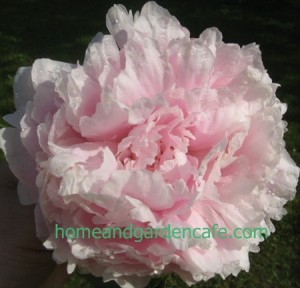 Peony pink2