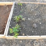 raised beds