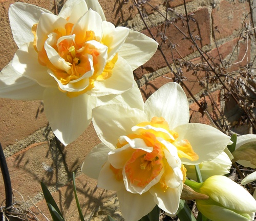 daffodils