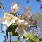 apple blossoms apple blossoms
