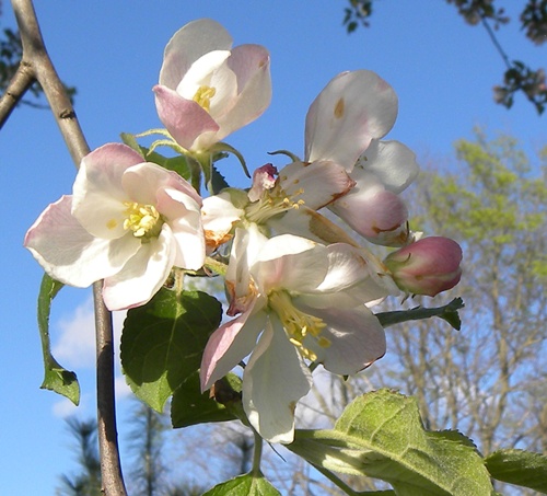 apple blossoms