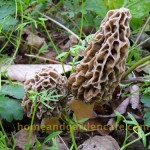 mushroom season