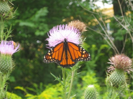 butterflies simple changes