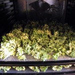 kale chips in dehydrator