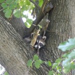raccoon in tree raccoon in tree