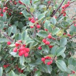 holly berry image