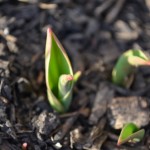 tulip sprouts