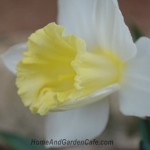 daffodils cream