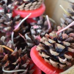 pine cone fire starters 5