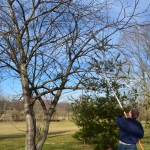pruning trees