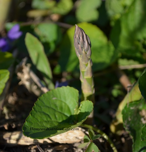 asparagus