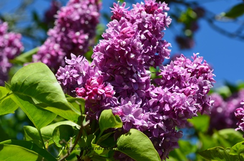 lilac blooms