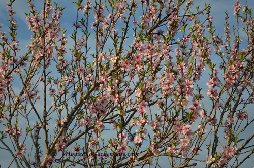 peach blooms