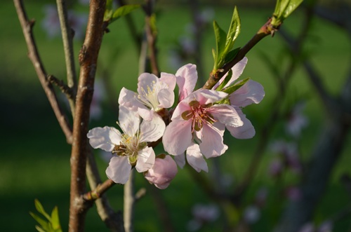 peach blossoms 2