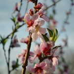 peach blossoms 3