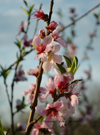 peach blossoms 3