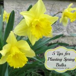 tips for planting spring bulbs