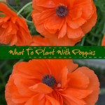 plant with poppies