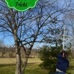 pruning apple trees