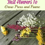 Best flowers to press and frame