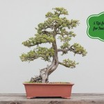 a wide variety of bonsai plants are placed in the flower garden