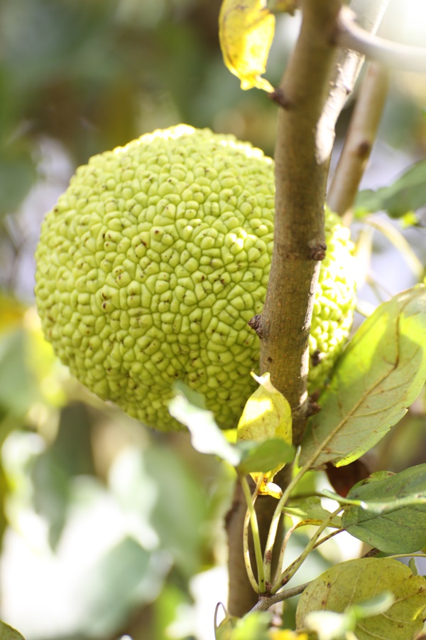 Do hedge apples repel spiders?