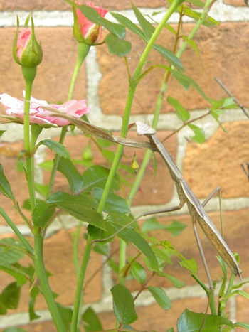 Praying Mantis Roses