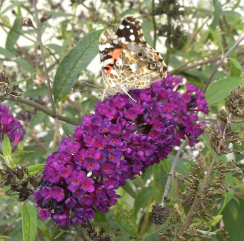 butterfly on butterfly bush