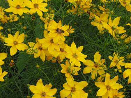 coreopsis 3