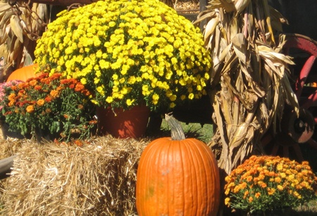 fall backyard displays with pumpkins straw mums