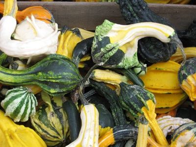 fall backyard displays with gourds