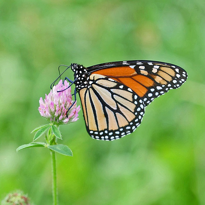 Gardening For the Butterflies